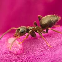 Black Ant - Lasius niger 